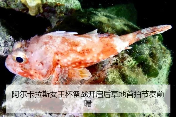 阿尔卡拉斯女王杯备战开启后草地首拍节奏前瞻